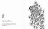 Birds Mindful Coloring Book Wishlist Add sketch template