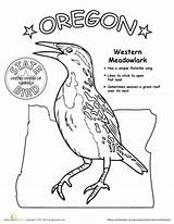Oregon State Coloring Bird Worksheets Drawings Science Preschool Geography Designlooter Life 34kb 453px Education sketch template