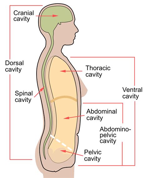 Dorsal Body Cavity Wikipedia
