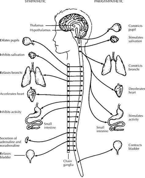 central nervous system drawing  getdrawings