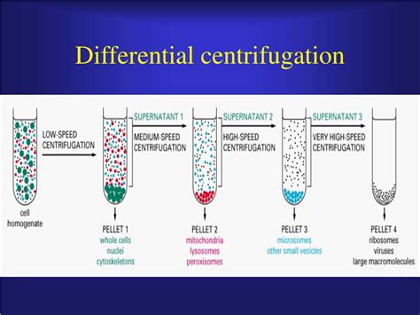 protein purification powerpoint    id