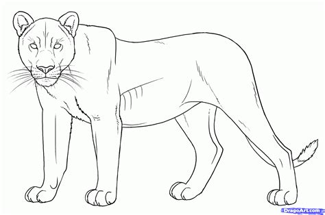 lioness head drawing  getdrawings