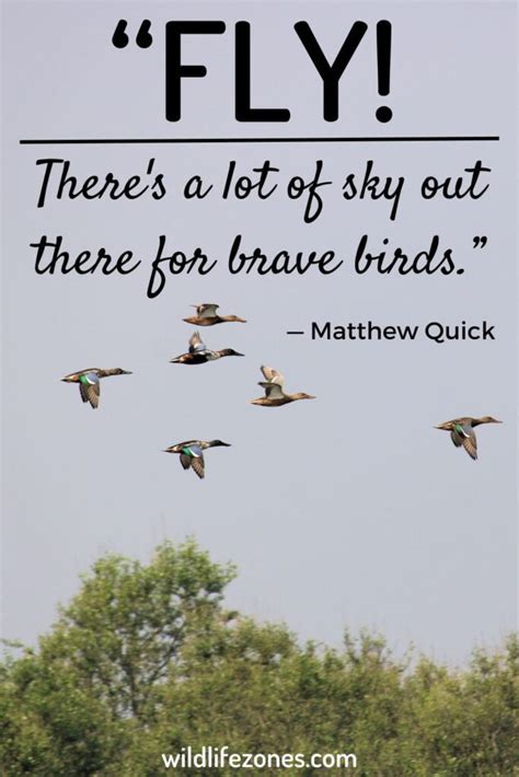 inspirational bird quotes  sayings wildlifezones