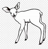 Fawn Deer Outline Clipart Clip Coloring Doe Vector Svg Pages Kangaroo Forest Openclipart Cute Drawing Colouring Drawings Animals State Cliparts sketch template
