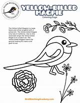 Magpie Billed sketch template