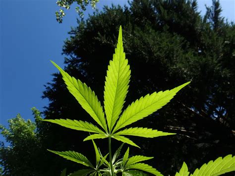 el increíble crecimiento de las empresas del cannabis en bolsa libre