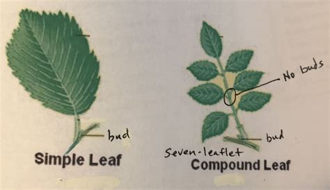 leaf  leaflet outdoor school leaflet simple leaf