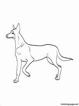 Malinois Belgian Coloring 87kb 750px sketch template