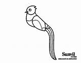Quetzal Para Colorear Dibujo Coloring Bird Dibujos Coloringcrew Drawing Del Animal Getdrawings sketch template
