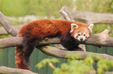 vroege vogels foto zoogdieren rode panda