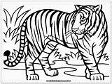 Pages Coloring Liger Getcolorings Tiger sketch template