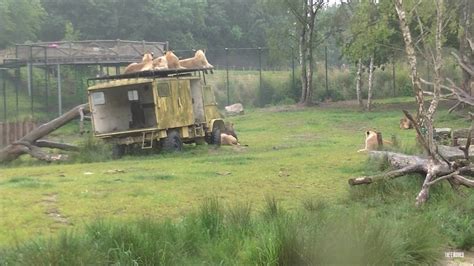 safaripark beekse bergen leeuwen  youtube