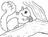 Squirrel Coloring Pages Kids Eekhoorn Printable Kleurplaten Print Herfst Color Squirrels Nuts Sheets Tree Animal Cute Cartoon Doodle Letscolorit Popular sketch template