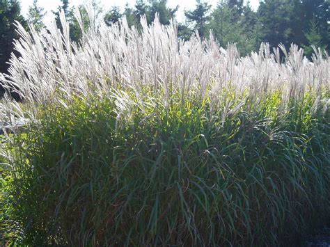 lovegrass farm miscanthus purpurascens ornamental grass at lovegrass
