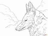 Wolf Coloring Drawing Head Pages Howling Moon Template Step Ethiopian Pack Simple Print Mom Drawings Draw Pups Easy Colouring Sketch sketch template