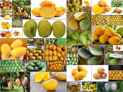 types  mangoes varieties   world types