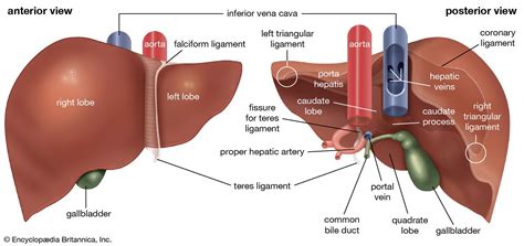 liver functions diseases treatments britannica