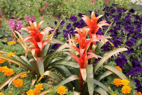 scarlet star bromeliad grow care tips  expert gardeners