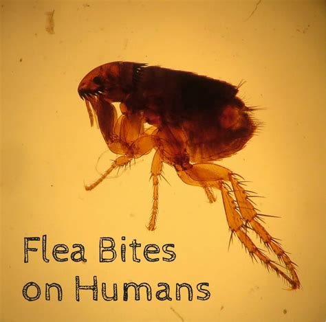 dog fleas jump  humans