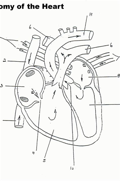 anatomy coloring pages png  file