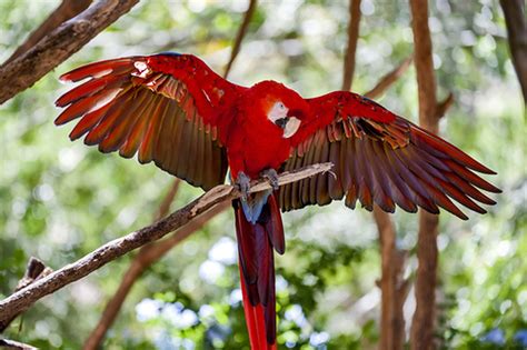 arara vermelha aves brasileiras infoescola