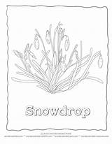 Snowdrop Wonderweirded статьи источник sketch template