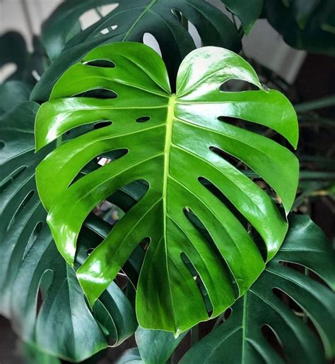 monstera leaves turning yellow heres  reasons  house fur