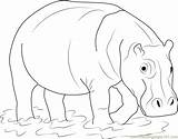 Hippopotamus Coloring Water Coloringpages101 Pages Color sketch template