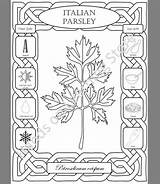 Culinary Parsley sketch template