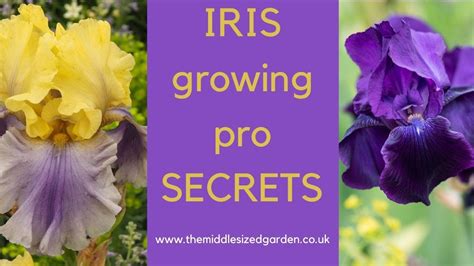 iris growing   choose plant  grow irises youtube