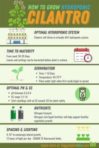 grow cilantro hydroponically  magic trick