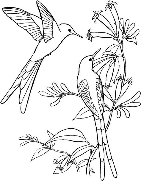 hummingbird coloring page flower coloring pages coloring pages