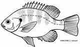 Coloring Pages Fish Bluegill Outline Line Tattoo Choose Board sketch template