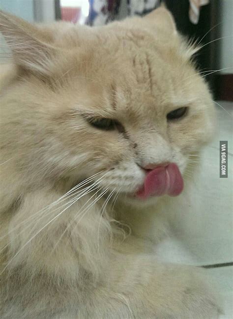 Just A Pussy Licking Herself With A Long Tongue 9gag