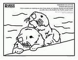 Otter Coloring Sea Otters Pages River Print Color Printable Worksheets Sheets Getdrawings Drawing Yahoo Search Baby Popular Book Getcolorings Coloringhome sketch template