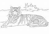 Tiger Coloring Preview Template Now sketch template