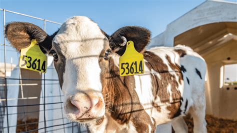 proper ear tagging techniques  dairy calves merck animal health