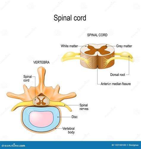spinal cord cross section diagram spinal cord cross