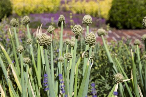 allium fistulosum clippix  educational   students  teachers