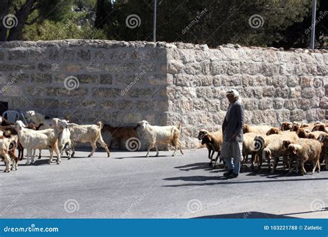 shepherd leads  flock  sheep grazing    biblical times  bethlehem editorial