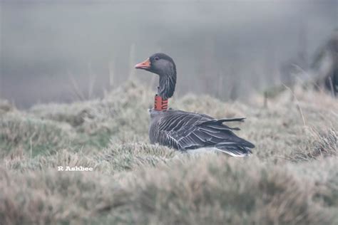 shetland storm force photography ringed neck goose