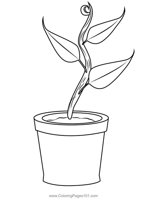 growing plant coloring page  kids  plants printable coloring