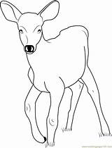 Deer Baby Coloring Pages Coloringpages101 Printable Color sketch template