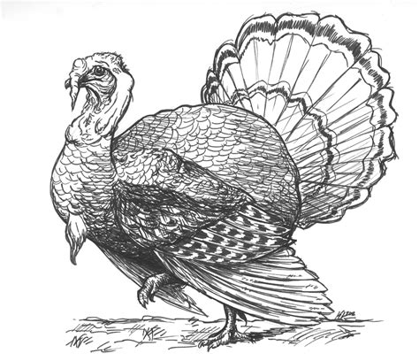 tom turkey pencil drawing turkey drawing thanksgiving drawings bird
