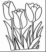 Flowers Spring Clipart Clip Flower Tulip Coloring Pages Clipartmag sketch template