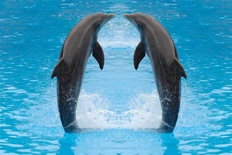 image result  dolfijnen dolfijnen fotobehang zeedieren
