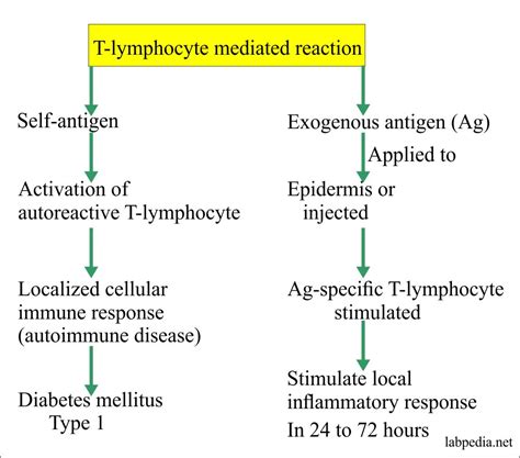 chapter  hypersensitivity reaction type iv cell mediated delayed reaction labpedianet