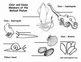 Mollusks Mollusk Clam Moluscos Enseñanza sketch template