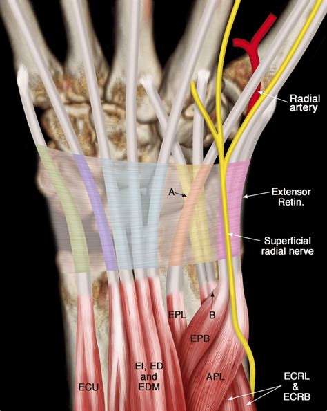 wrist extensor compartment anatomy