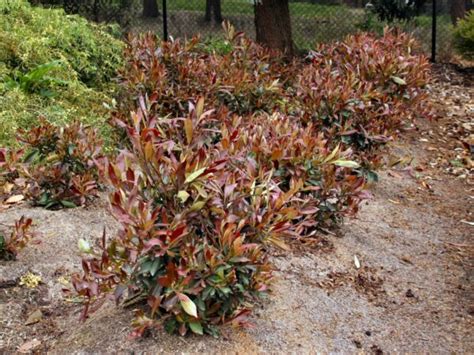 tristaniopsis laurina ‘burgundy blush water gum gardening with angus